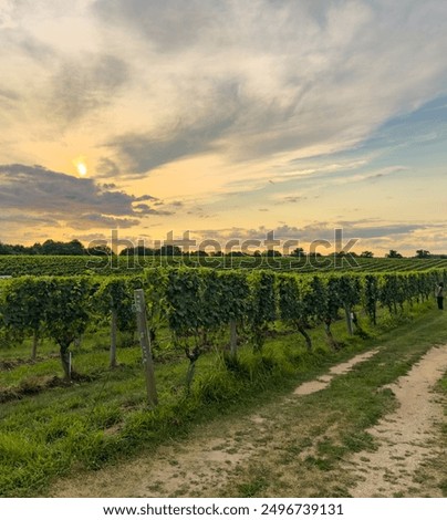 Similar – Image, Stock Photo Even rows of vineyard in valley in fine weather