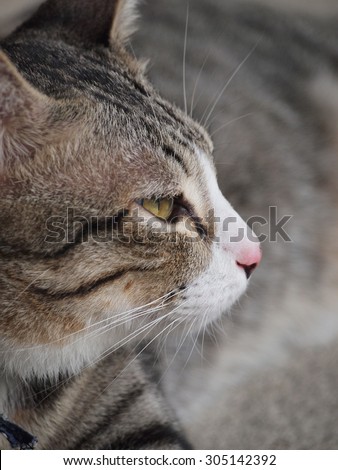Side view of tabby cat lay down on the floor