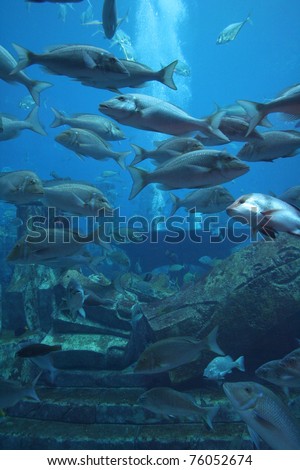 Largest aquarium of the world in Dubai Mall