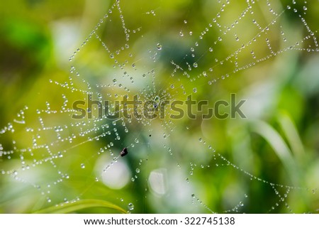 After raining, shining water drops on spiderweb over green forest background. High contrast and shallow depth of field image.