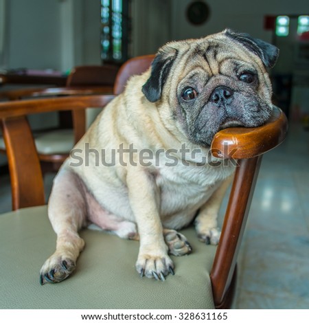 Fat pug dog sitting on chair and place it chin on armrest.