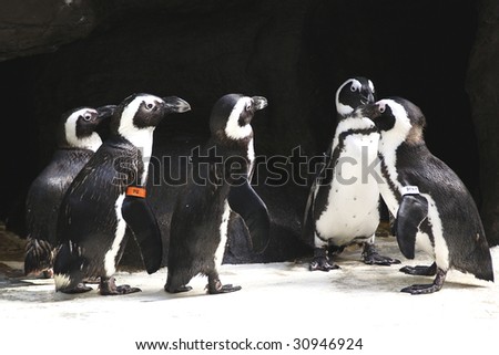 Penguins waddle around at an exhibit