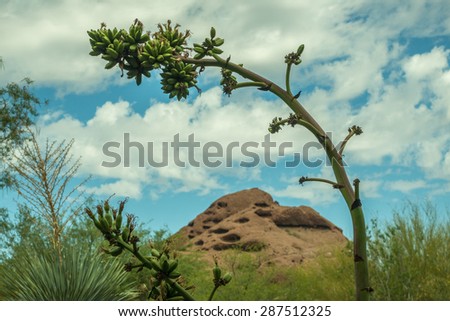 Plants leans with the weight on top from the spring growth in the desert