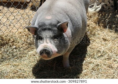 Animals: Gray pig in hay with a fence behind it.