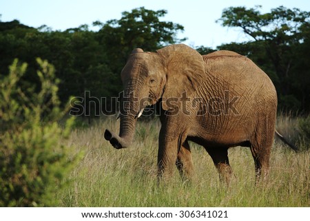 A wild African elephant walks across the savanna of South Africa in the afternoon light.