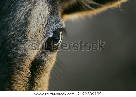 Similar – Image, Stock Photo deer photography animal