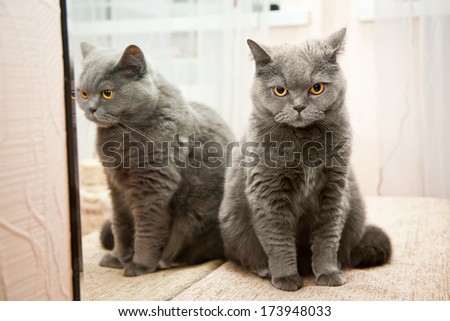 grey brittish cat with orange eyes and its reflection in a mirror