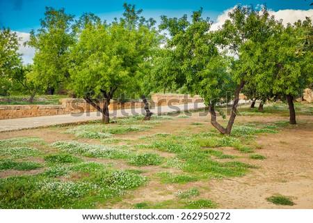 small white flowers and green trees in spring at Valley of the Temples, Sicily