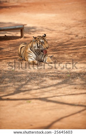 Thirsty enchained tiger at the Tiger Temple in Thailand.