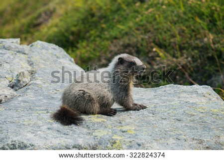 A little black marmot on the rock at north cascade national park