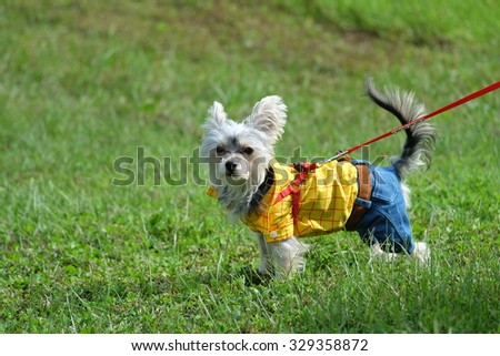 A Yorkshire Terrier with Westie wears a toy story cloth