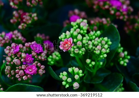 Similar – Image, Stock Photo Many pink widow flowers (Scapiose Mariposa) shine in the field