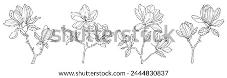 Similar – Image, Stock Photo Blooming magnolia