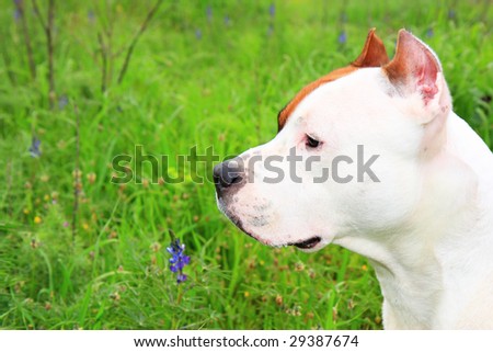 American Staffordshire terrier on the green background