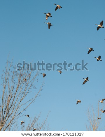 Canada Geese Formation, Migration, Birds