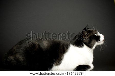 A black and white cat lying down and staring ahead.