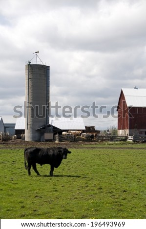 A bull standing in a field near a silo and barn.
