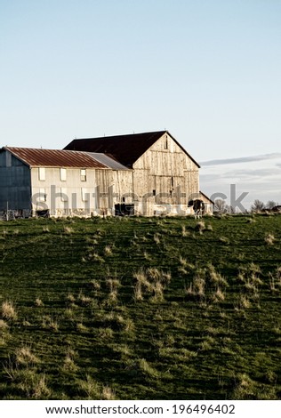 A field with a cow and building behind it.