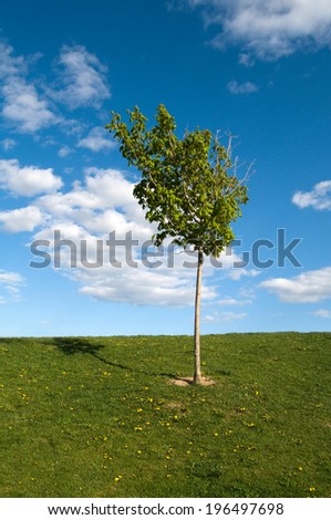 A tree sapling on a grass filled field.