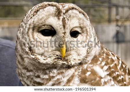 A brown and white owl with a yellow beak looks down.