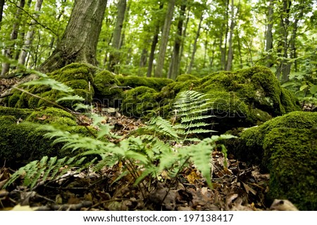 Lush moss and ferns cover the forest floor.