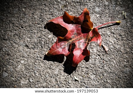 A dry red maple leaf curled up on a gravel surface.