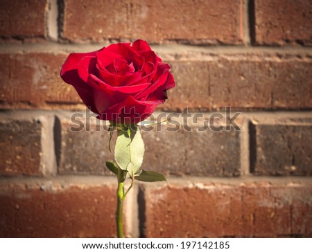 A single stem of red rose against a brick wall.