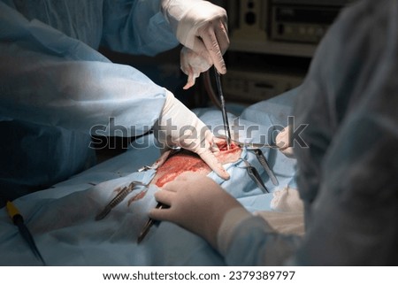 Similar – Image, Stock Photo Veterinary surgeon performing a surgical procedure on a dog