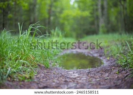 Similar – Foto Bild Nach dem Regen, im Sonnenlicht, ein Pferd auf der Koppel