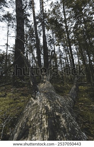 Similar – Foto Bild Liegende Baumstämme ruhig