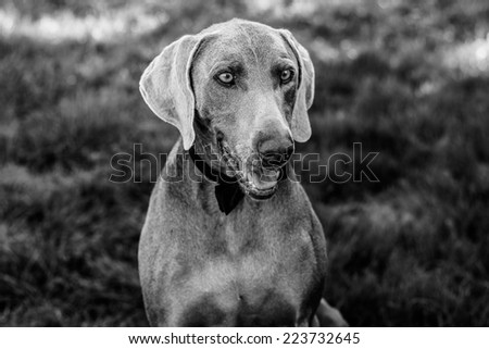 Black and white dog portrait