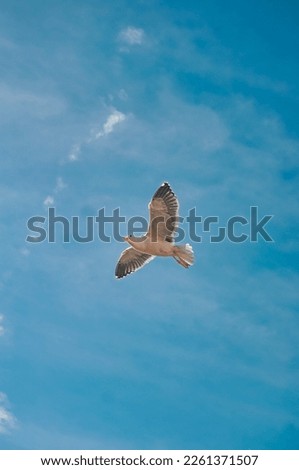Similar – Image, Stock Photo Seagulls flying over my head in Berlin