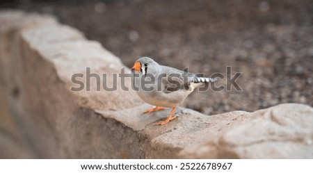 Similar – Image, Stock Photo Lesser Sparrow Environment