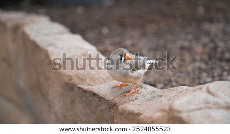 Similar – Image, Stock Photo Lesser Sparrow Environment