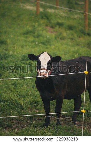 Black Cow with White Head Looks Straight Forward Behind Fence