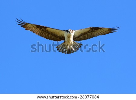 Bird of prey soaring in the sky.