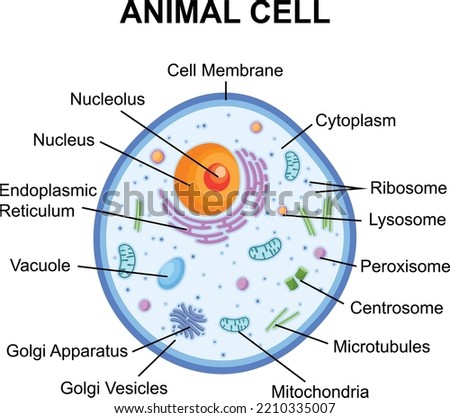 Animal Cell Clipart | Free download on ClipArtMag