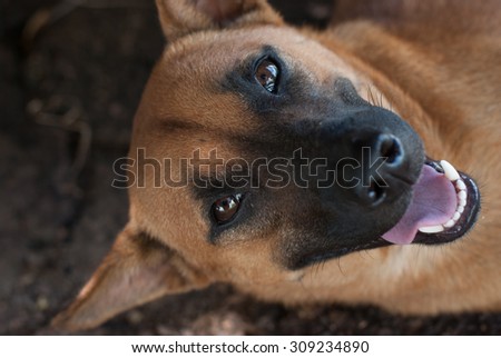 Dog emotion