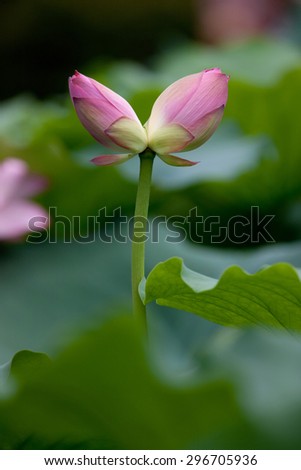 Twins lotus flowers
