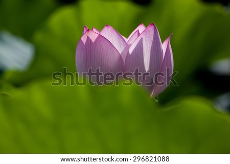 Pink lotus flower in the sun