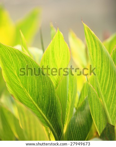 gold leaf background close up