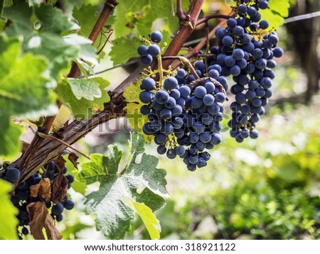 Ripe bunches of red wine grape on the vines, ready to harvesting