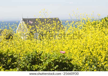 Beach house on the coast of Maine surrounded by yellow flowers and the ocean