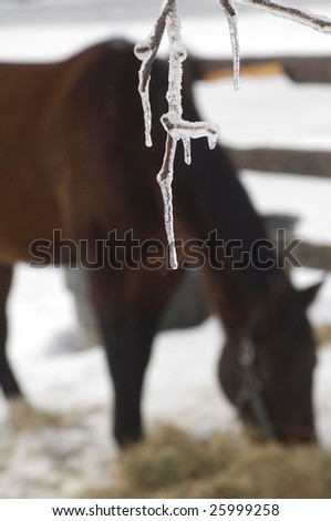 Focus on icicle hanging down with blurred image of horse eating hay in background