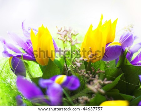 Bouquet. Violet irises and yellow tulips. Macro.