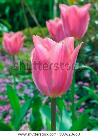 France - Monet Giverny Gardens - Pink Tulips