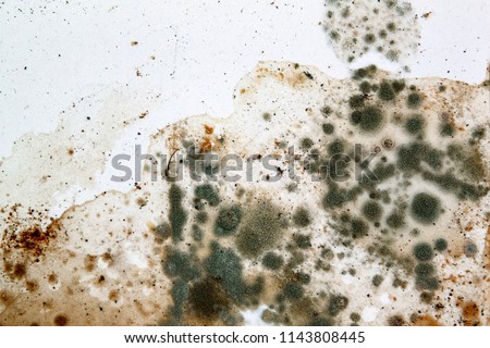 Mold on white background, fungus on white background, bacteria on white surface, Mold growth on white surface 商業照片 © 