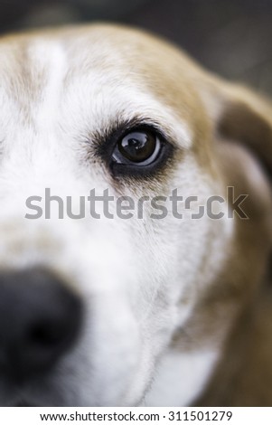 Close up photo of a dogs eye