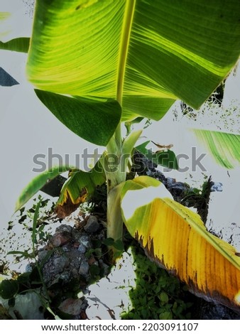 Similar – Image, Stock Photo A nice peeble with a harsh sun shadow on a gray backdrop