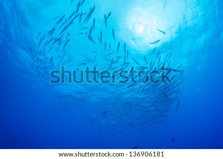 school Barracuda in bule under water